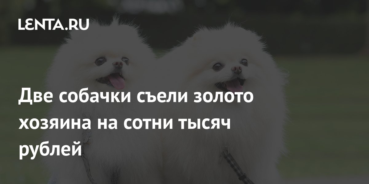 Две собаки съели золотую цепочку хозяина на 320 тысяч рублей