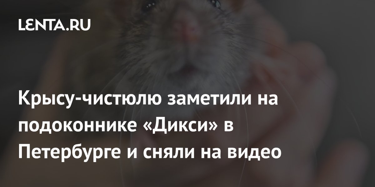 Крыса-чистюля умывается на подоконнике магазина «Дикси» в Петербурге (видео)