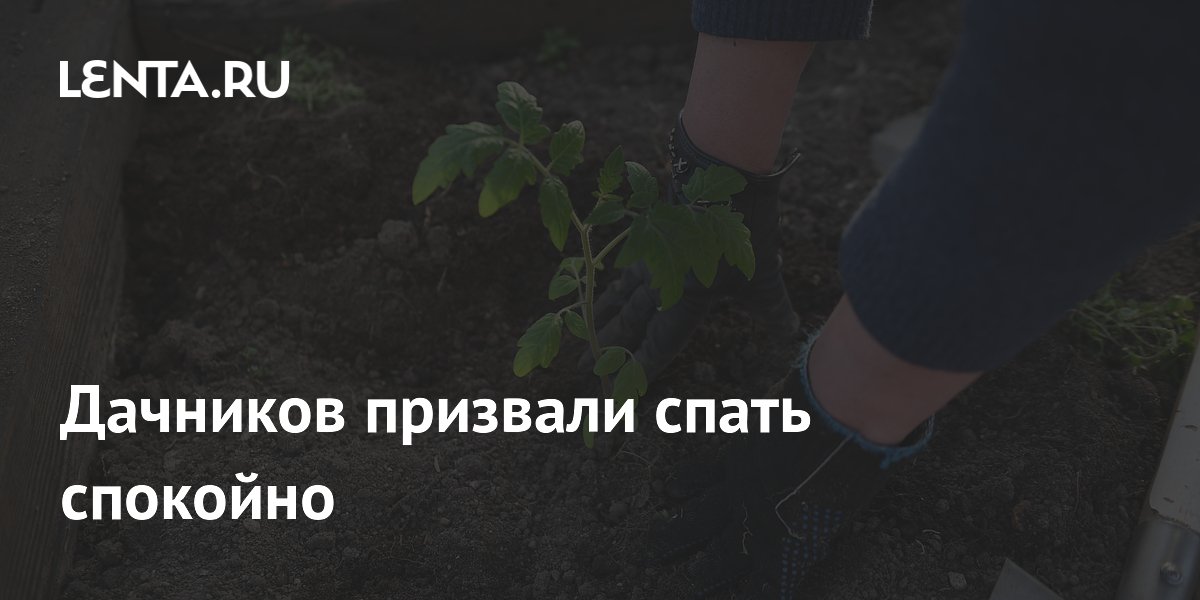 Метеоролог: дожди в Подмосковье не навредят дачной рассаде