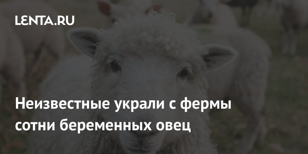 С фермы в Австралии украли сотни беременных овец на 5 млн рублей С фермы в Австралии украли сотни беременных овец на 5 млн рублей