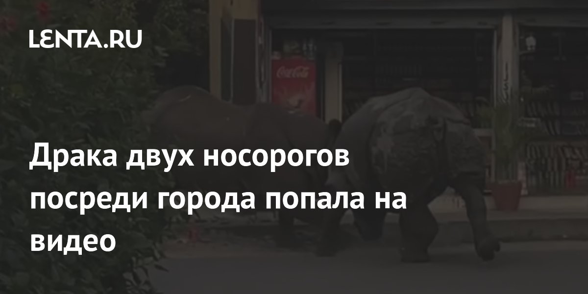 В Непале два носорога устроили драку посреди города (видео) В Непале два носорога устроили драку посреди города (видео)