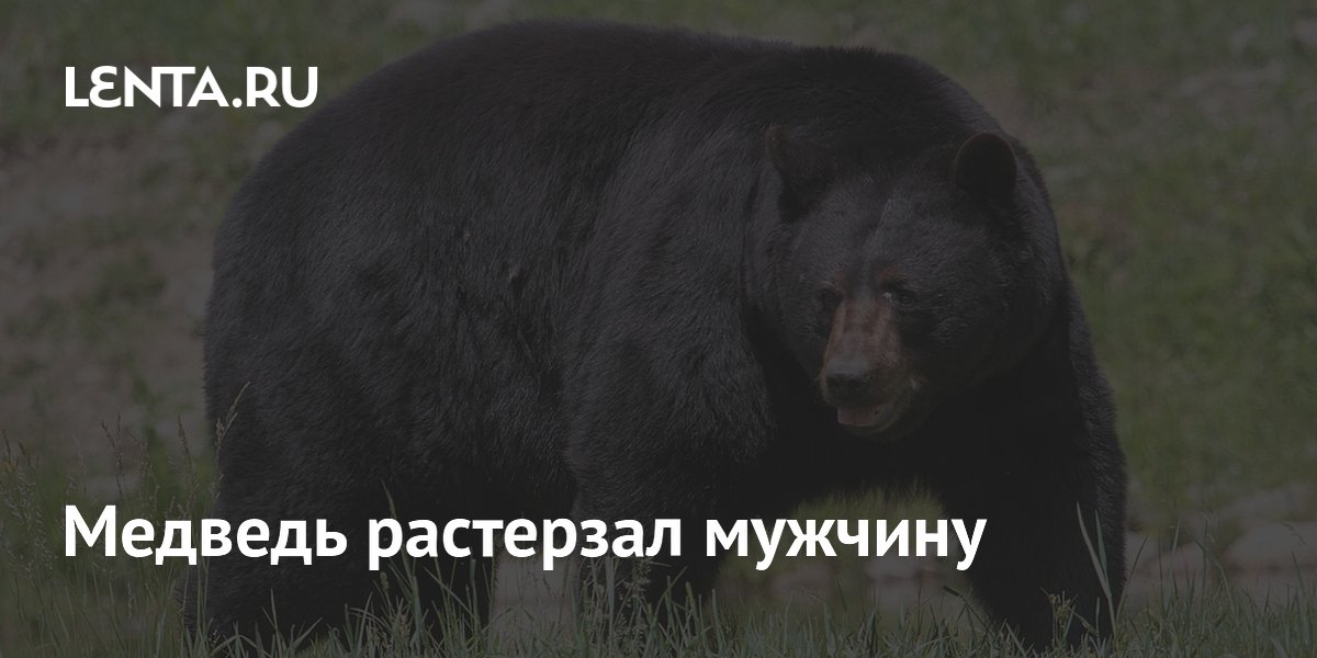 В Канаде медведь напал на рабочего уранового месторождения: 27-летний индиец погиб В Канаде медведь напал на рабочего уранового месторождения: 27-летний индиец погиб