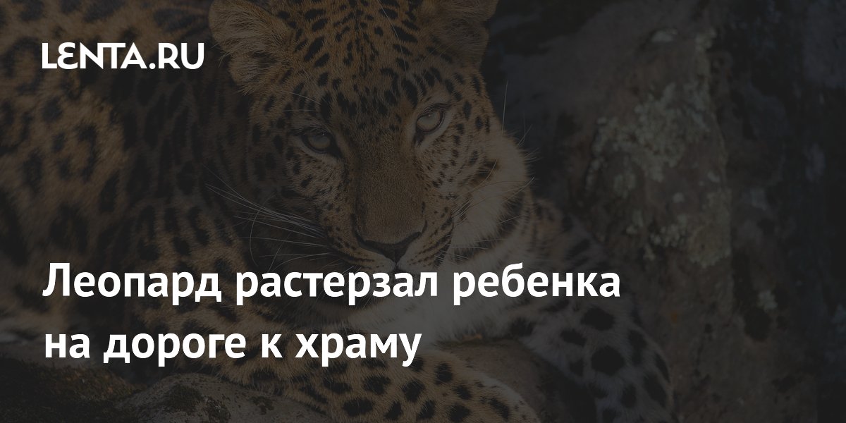 В Индии леопард убил ребенка на дороге к храму: как власти отреагировали В Индии леопард убил ребенка на дороге к храму: как власти отреагировали