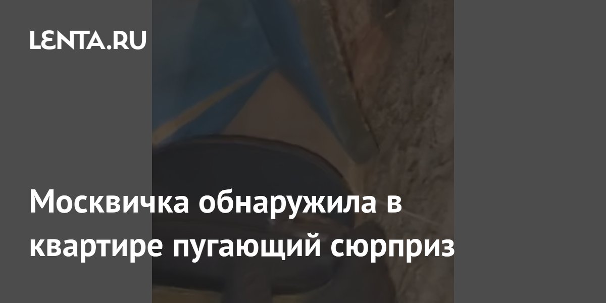 Летучая мышь в квартире: история москвички и советы, что делать