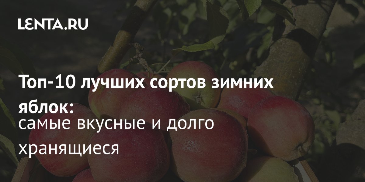 Топ-10 зимних сортов яблок: какие плоды долежат до весны Топ-10 зимних сортов яблок: какие плоды долежат до весны