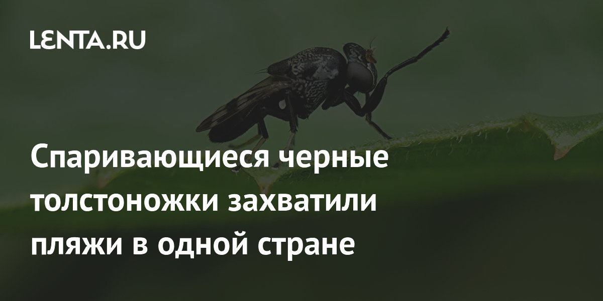 Черные толстоножки заполонили Шотландию: практичные советы по защите дома и вещей Черные толстоножки заполонили Шотландию: практичные советы по защите дома и вещей