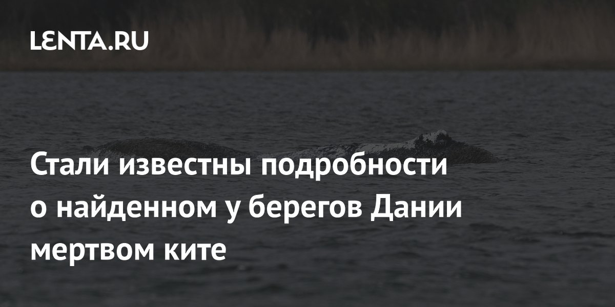 Мертвого кита у берегов Дании опознали по трекеру: это был спасенный ранее Тимми Мертвого кита у берегов Дании опознали по трекеру: это был спасенный ранее Тимми