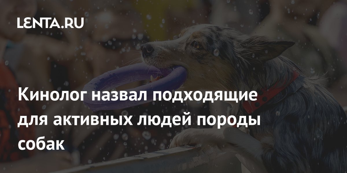 Кинолог назвал 5 пород собак для активных людей: какие подойдут