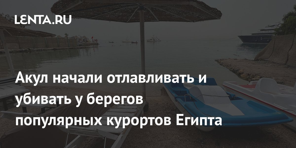 В Египте начали отлавливать и убивать акул у берегов курортов