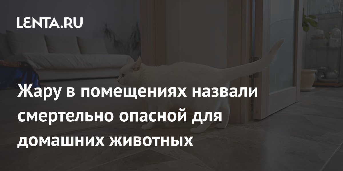 Как жара в квартире угрожает домашним питомцам: советы ветеринара Как жара в квартире угрожает домашним питомцам: советы ветеринара