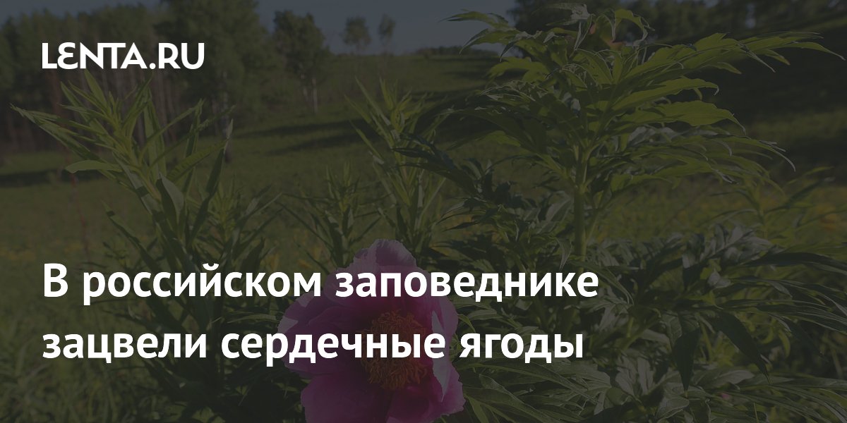 � ��������� ����������� ����� ������������� ������ ������ � ��������� �����