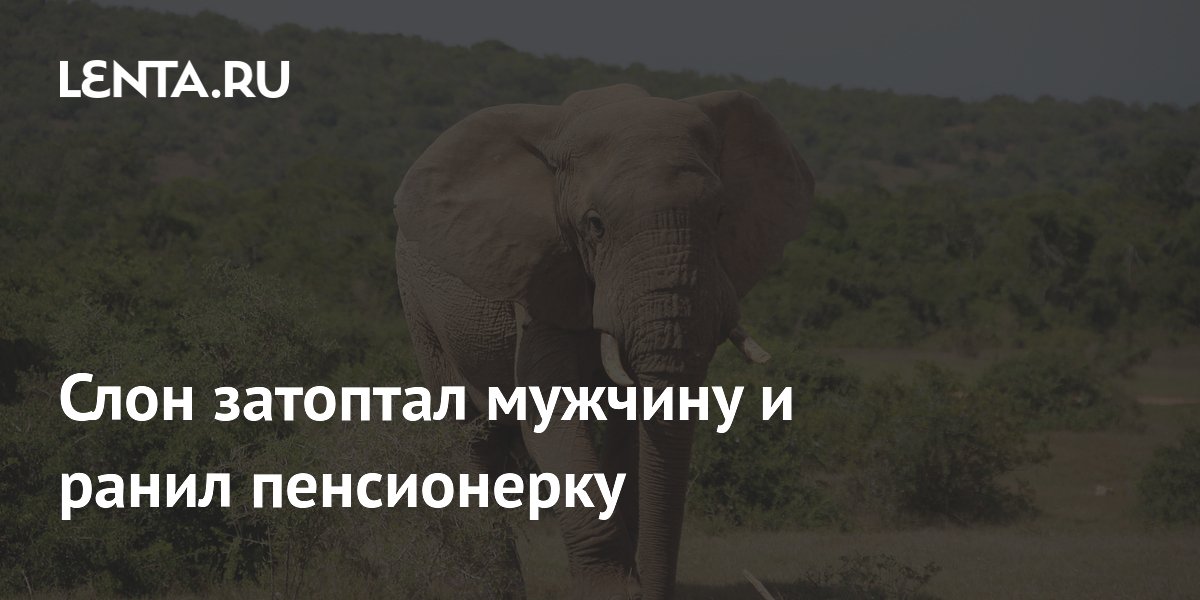 В Индии слон насмерть затоптал мужчину и тяжело ранил пенсионерку во время сбора манго В Индии слон насмерть затоптал мужчину и тяжело ранил пенсионерку во время сбора манго