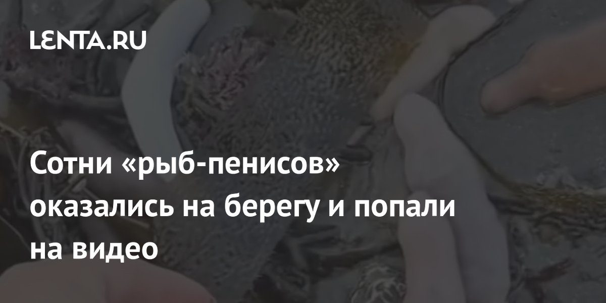 Сотни морских червей необычного вида вынесло на пляжи Аргентины (видео) Сотни морских червей необычного вида вынесло на пляжи Аргентины (видео)