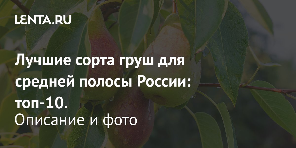 Лучшие сорта груш для средней полосы: топ-10 от Ленты.ру Лучшие сорта груш для средней полосы: топ-10 от Ленты.ру