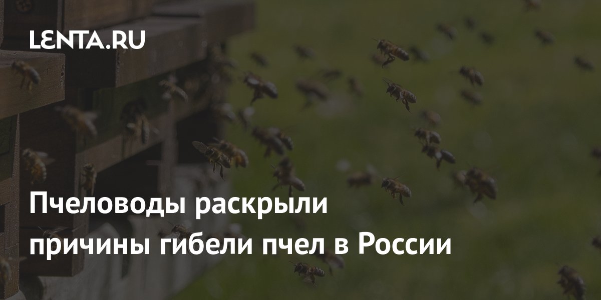 ������ � ������ ������ �����: �������� ������� � ��������� �������������
