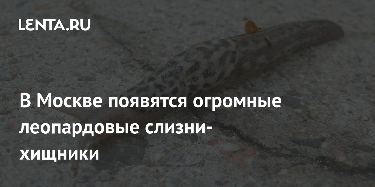 Огромные леопардовые слизни-хищники: что о них нужно знать москвичам