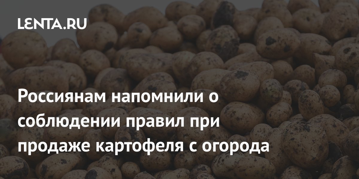 Продажа картофеля с дачи: штрафы до 2000 рублей за нарушение правил Продажа картофеля с дачи: штрафы до 2000 рублей за нарушение правил