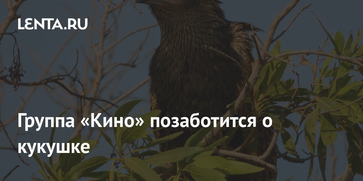 Рок-группа «Кино» взяла под опеку кукушку в Московском зоопарке Рок-группа «Кино» взяла под опеку кукушку в Московском зоопарке