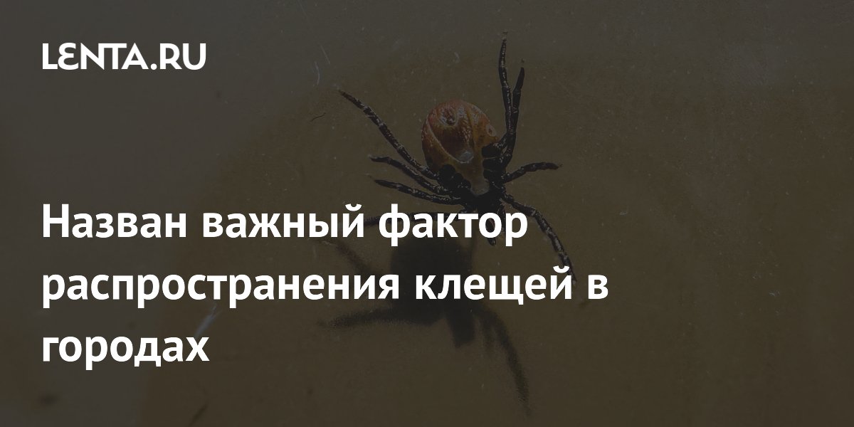 Запущенные зеленые зоны способствуют распространению клещей в городах Запущенные зеленые зоны способствуют распространению клещей в городах