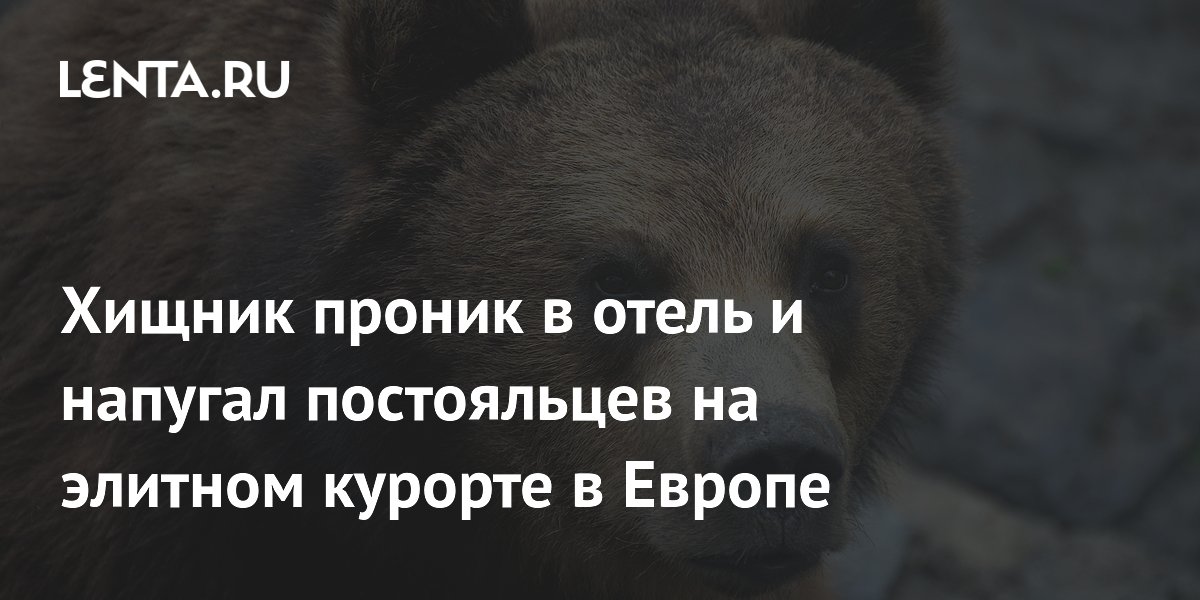 Медведь проник в отель на элитном курорте в Румынии: туристы напуганы