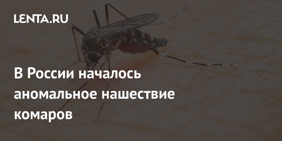 Аномальное нашествие комаров в России: причины и прогнозы Аномальное нашествие комаров в России: причины и прогнозы