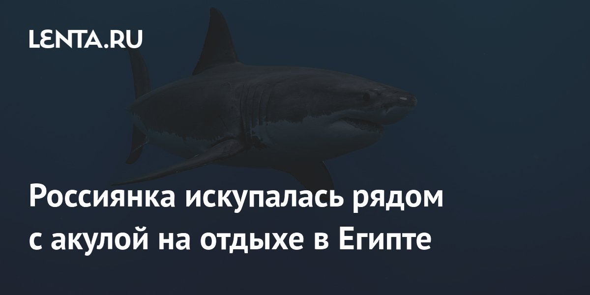 Россиянка искупалась рядом с акулой в Египте: власти отменили экскурсии