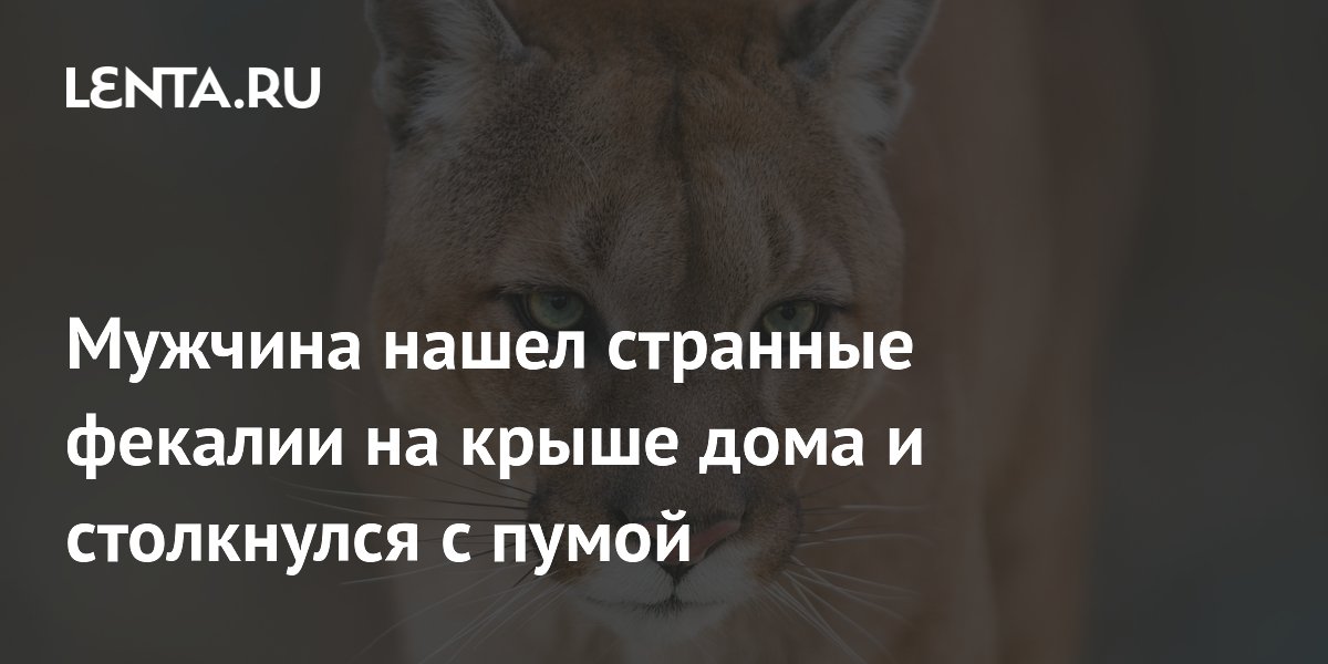 Необычные следы на крыше: житель Калифорнии встретил пуму во дворе Необычные следы на крыше: житель Калифорнии встретил пуму во дворе