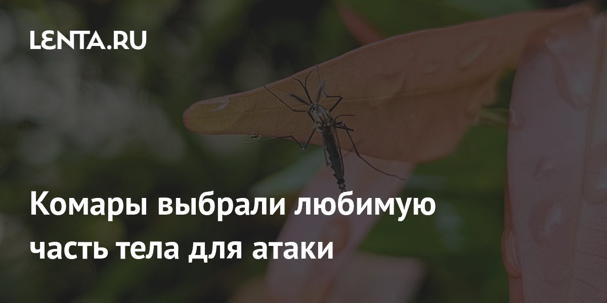 Почему комары чаще всего кусают в голову: объяснение энтомолога