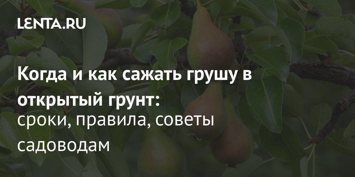 ������� �����: ����� � ��� ������ ������ � ������, ������ ��� ��������
