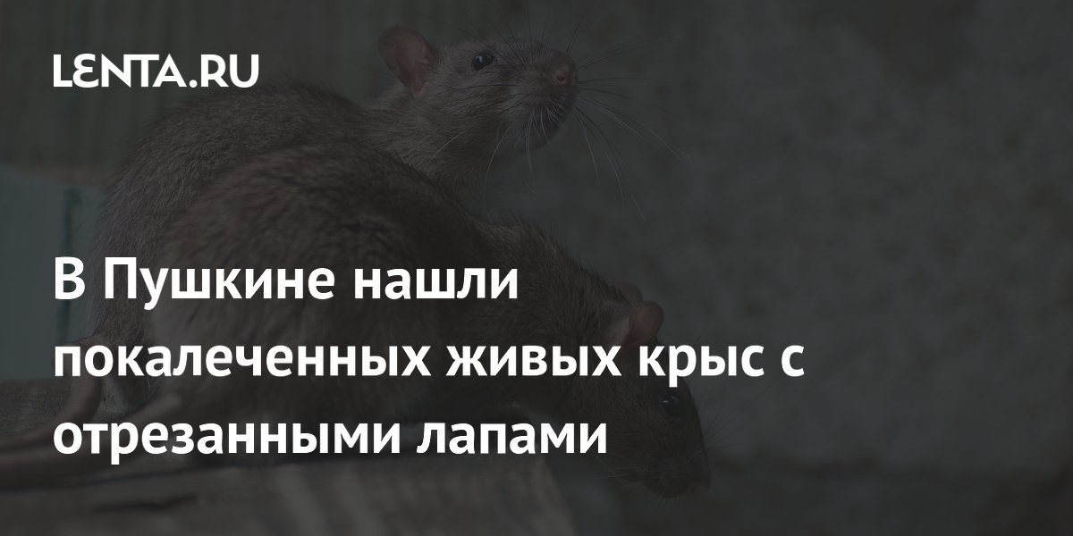 В Пушкине подросток нашел коробку с жестоко покалеченными крысами