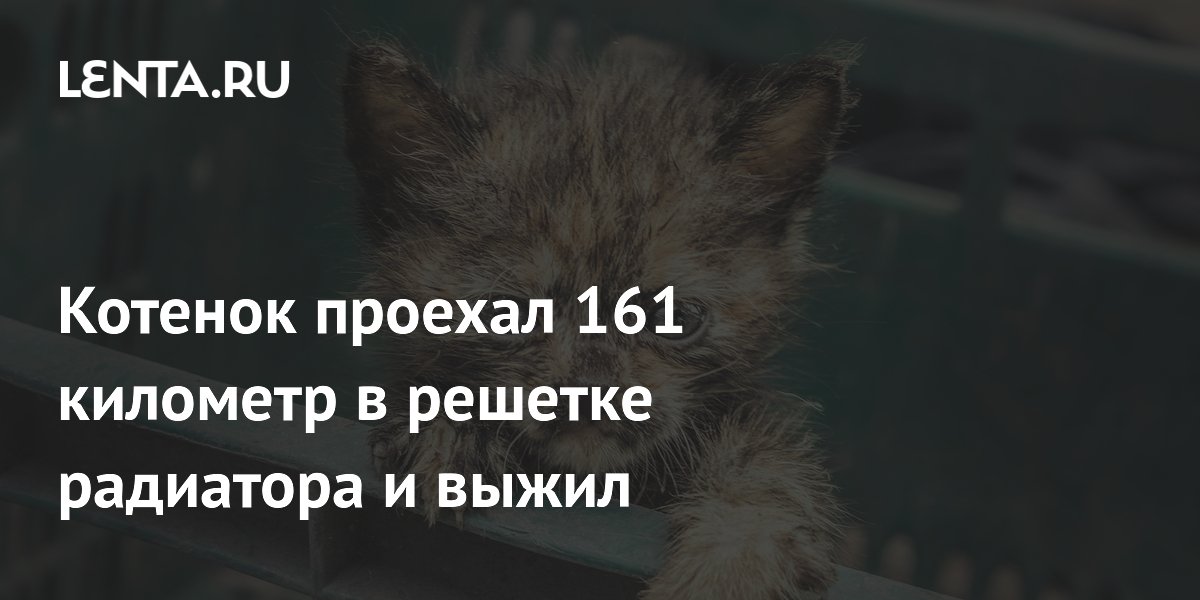 Котенок-путешественник проехал 161 км в решетке радиатора и выжил Котенок-путешественник проехал 161 км в решетке радиатора и выжил