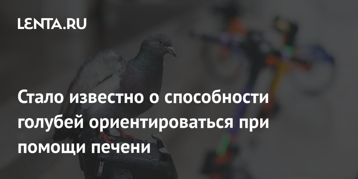 Ученые выяснили, как голуби находят дорогу: ключевую роль играет печень Ученые выяснили, как голуби находят дорогу: ключевую роль играет печень