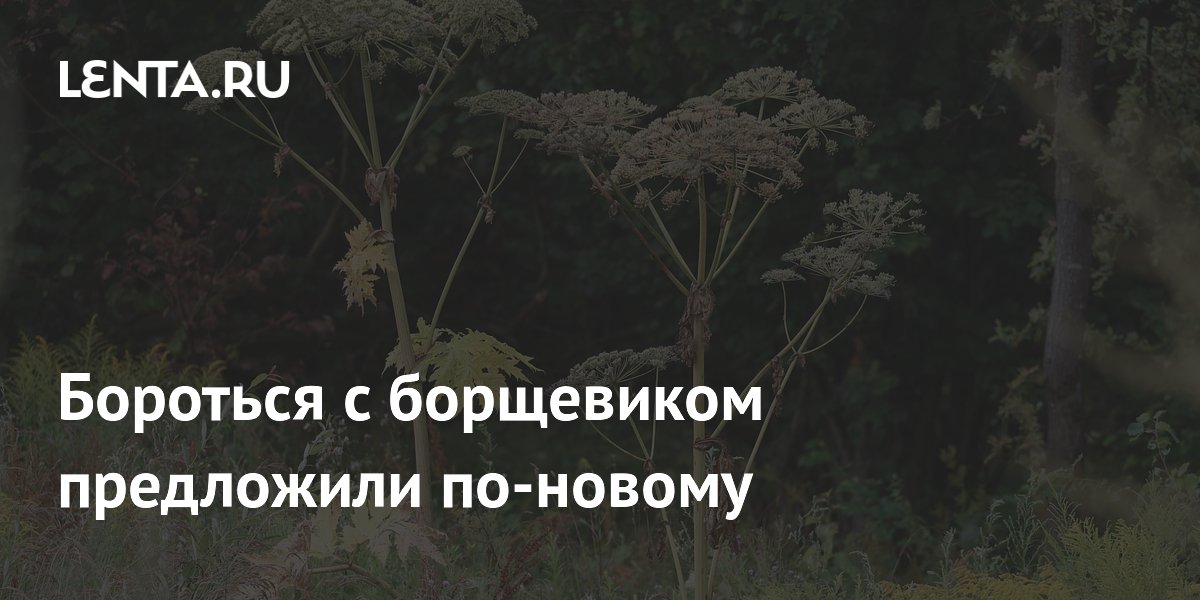 Борьба с борщевиком: учёные предложили выжигать сорняк лазером Борьба с борщевиком: учёные предложили выжигать сорняк лазером