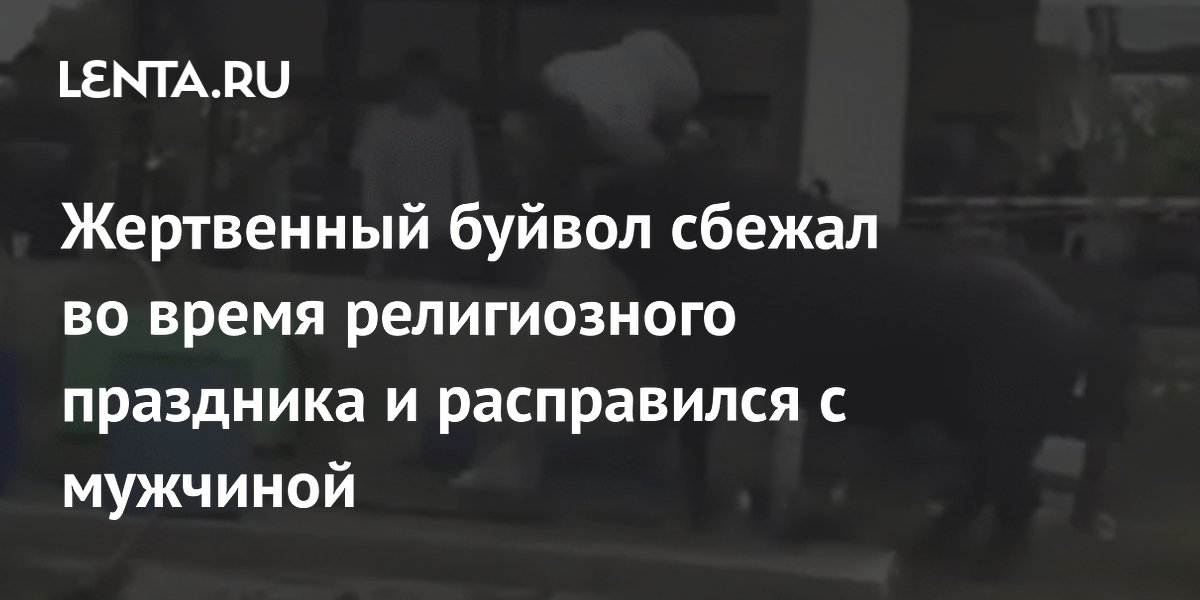 В Малайзии буйвол убил мужчину во время религиозной церемонии В Малайзии буйвол убил мужчину во время религиозной церемонии