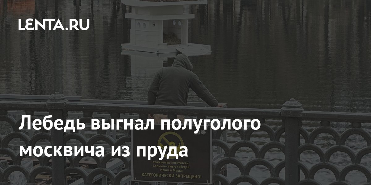 Лебедь выгнал купальщика из пруда на Патриарших: видео Лебедь выгнал купальщика из пруда на Патриарших: видео