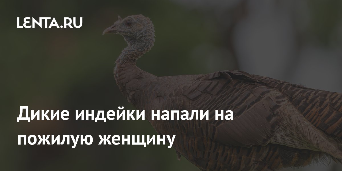 Дикие индейки напали на 83-летнюю женщину в США: подробности инцидента Дикие индейки напали на 83-летнюю женщину в США: подробности инцидента