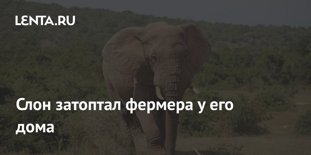 Слон затоптал фермера в Индии: мужчина вышел из дома с фонариком Слон затоптал фермера в Индии: мужчина вышел из дома с фонариком
