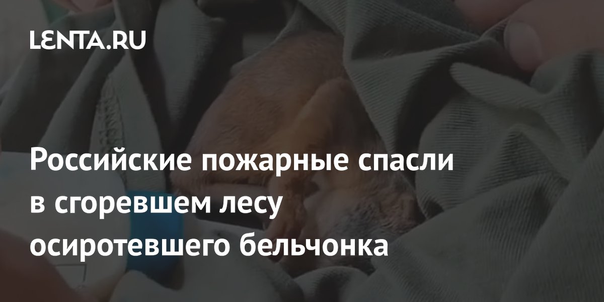 Российские пожарные спасли бельчонка в сгоревшем лесу и выхаживают его
