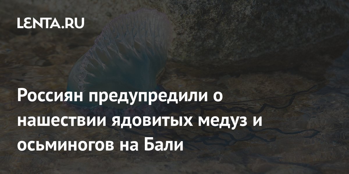 На Бали туристов предупредили об опасных медузах и осьминогах: советы