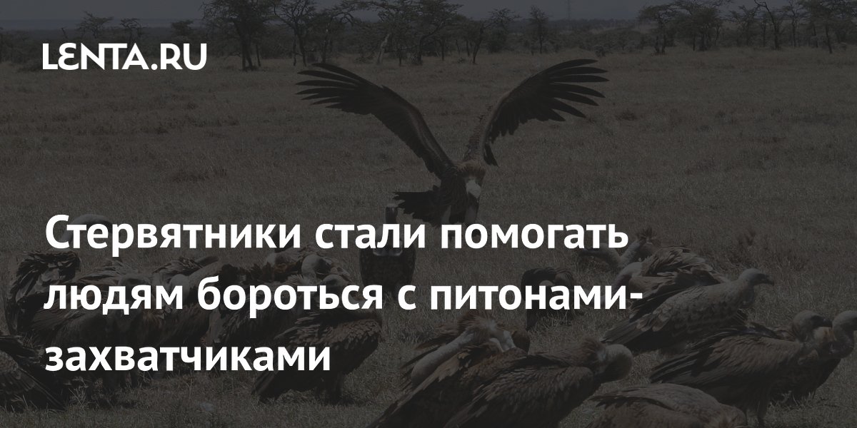 ������� �������������: ����������� �������� ������ �������-����������� �� �������
