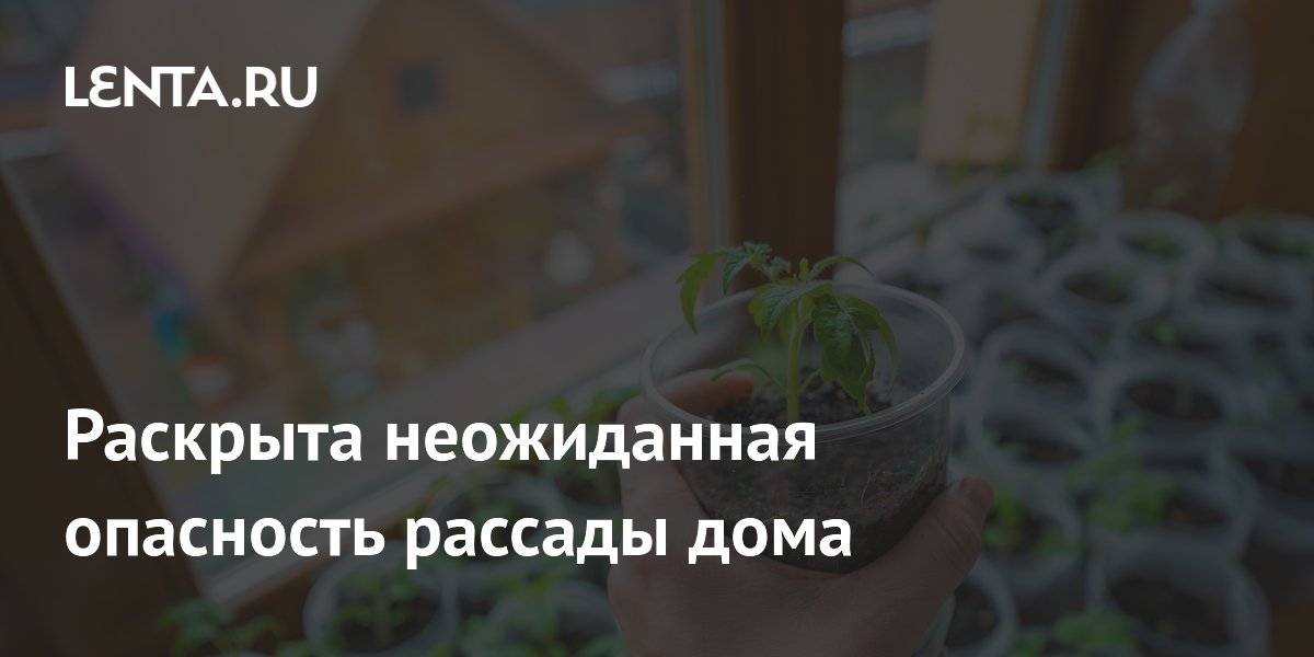 Рассада томатов, лука и перца оказалась токсичной для домашних животных