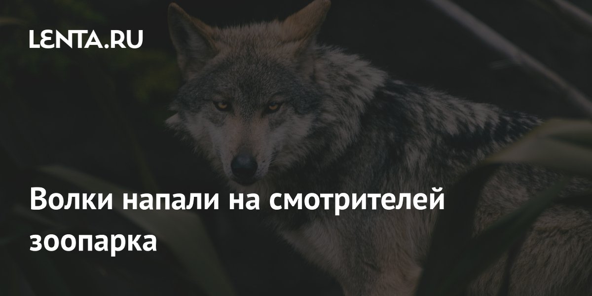 Волки напали на смотрителей зоопарка в США во время уборки вольера Волки напали на смотрителей зоопарка в США во время уборки вольера