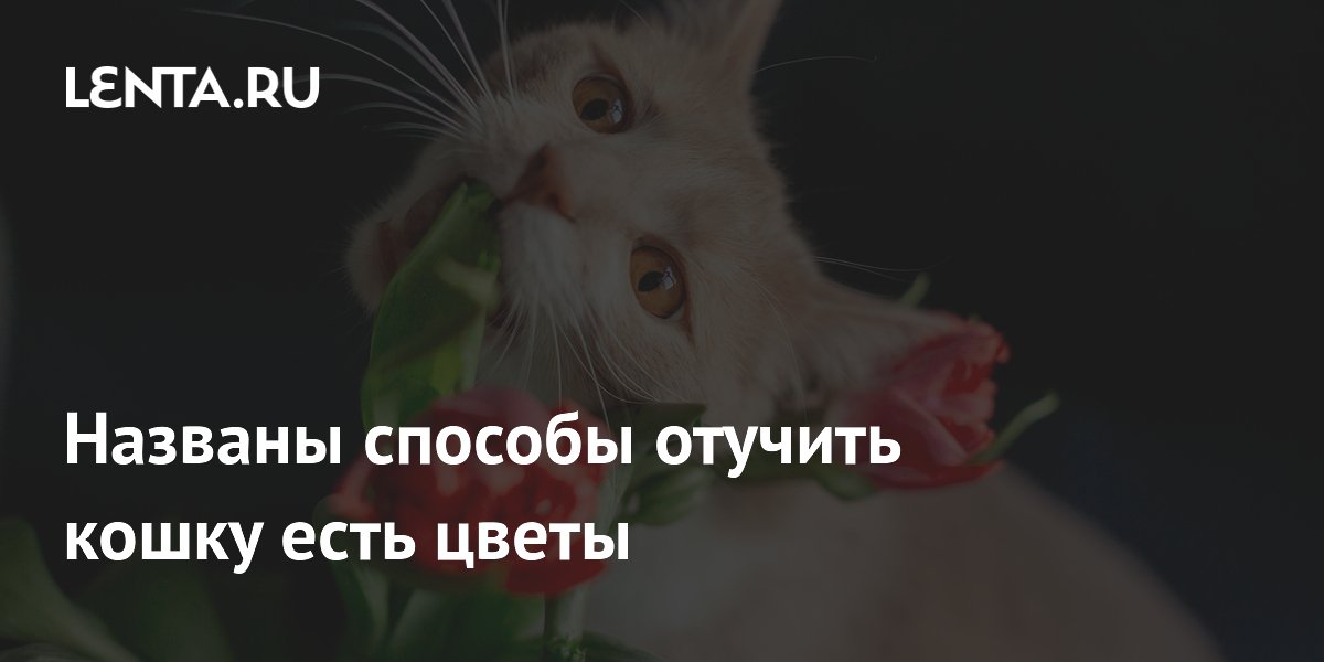 Кошки едят цветы: причины, опасность и способы отучения Кошки едят цветы: причины, опасность и способы отучения