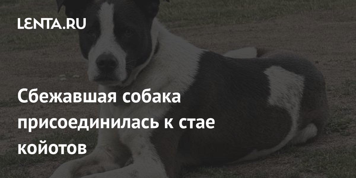 Собака сбежала из салона и год прожила с койотами: история возвращения Собака сбежала из салона и год прожила с койотами: история возвращения