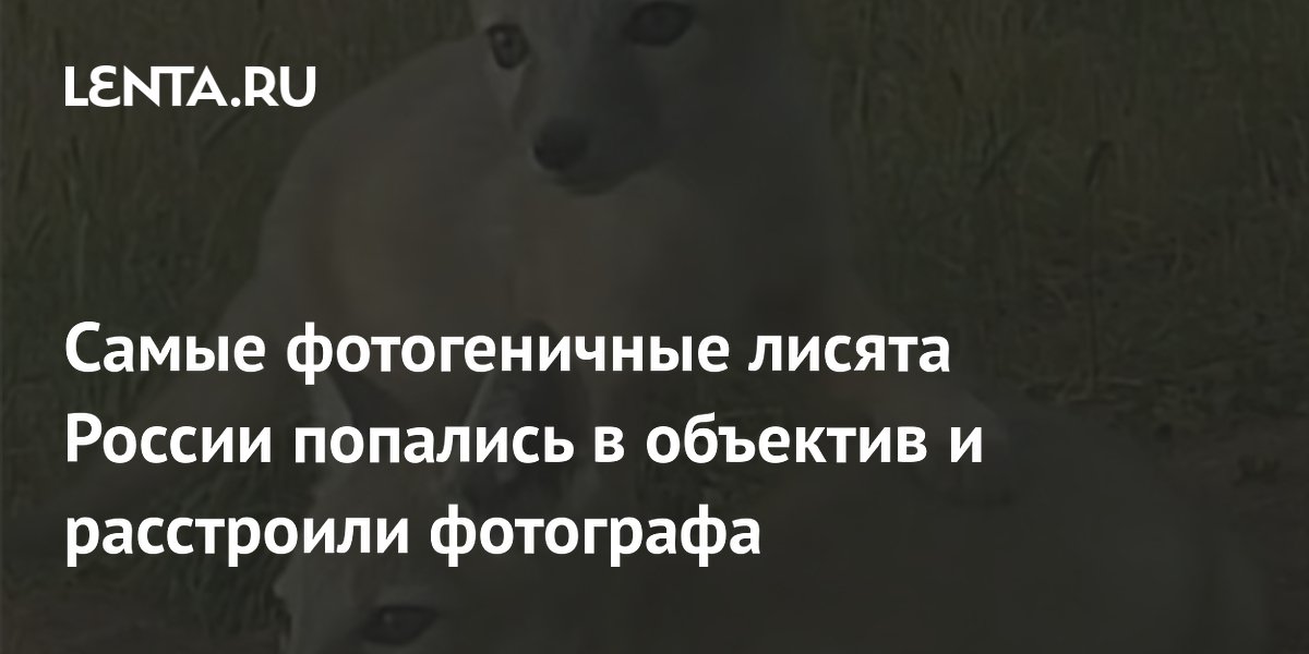 Фотограф из России снял лисят-корсаков в Оренбургской области и признался в разочаровании