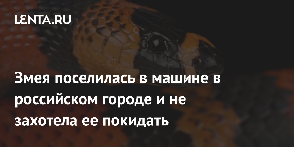 Змея поселилась под капотом автомобиля во Владивостоке и не хотела уходить