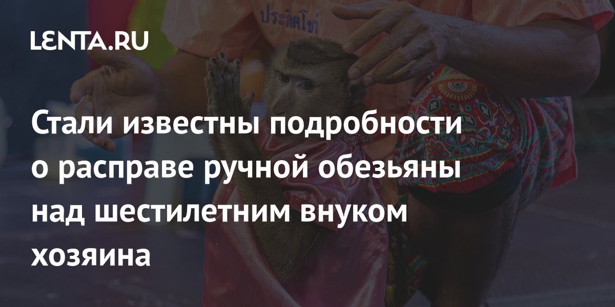 Ручная обезьяна убила ребенка: чем опасно содержание диких животных дома