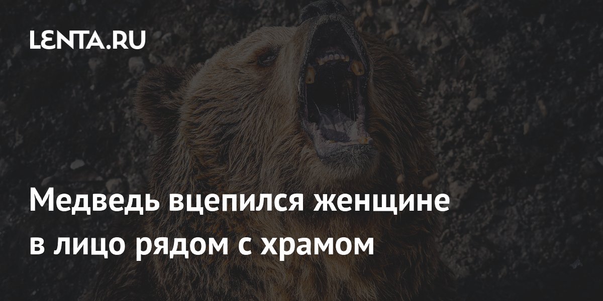 Медведь напал на женщину у храма в Японии: как обезопасить свой дом от диких зверей