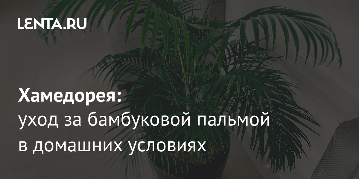 ���������: ��� ��������� �� ���������� ������� � �������� ��������