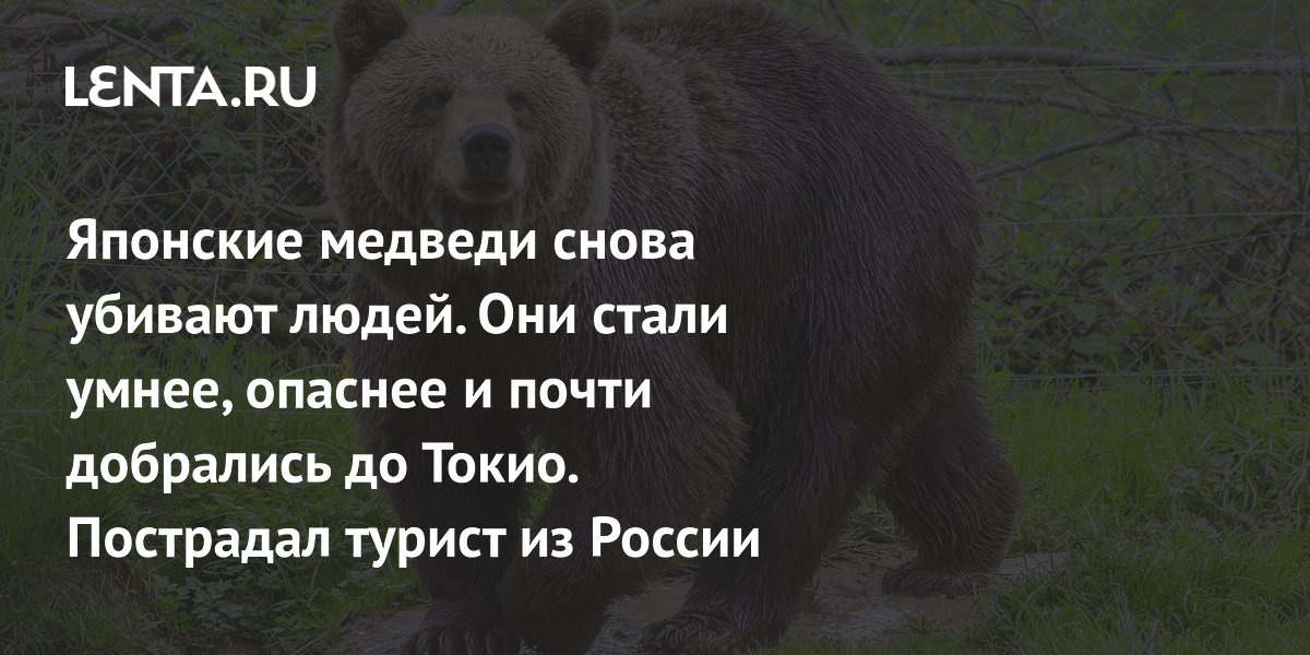 Нападения медведей в Японии участились: пострадал турист из России, звери становятся умнее